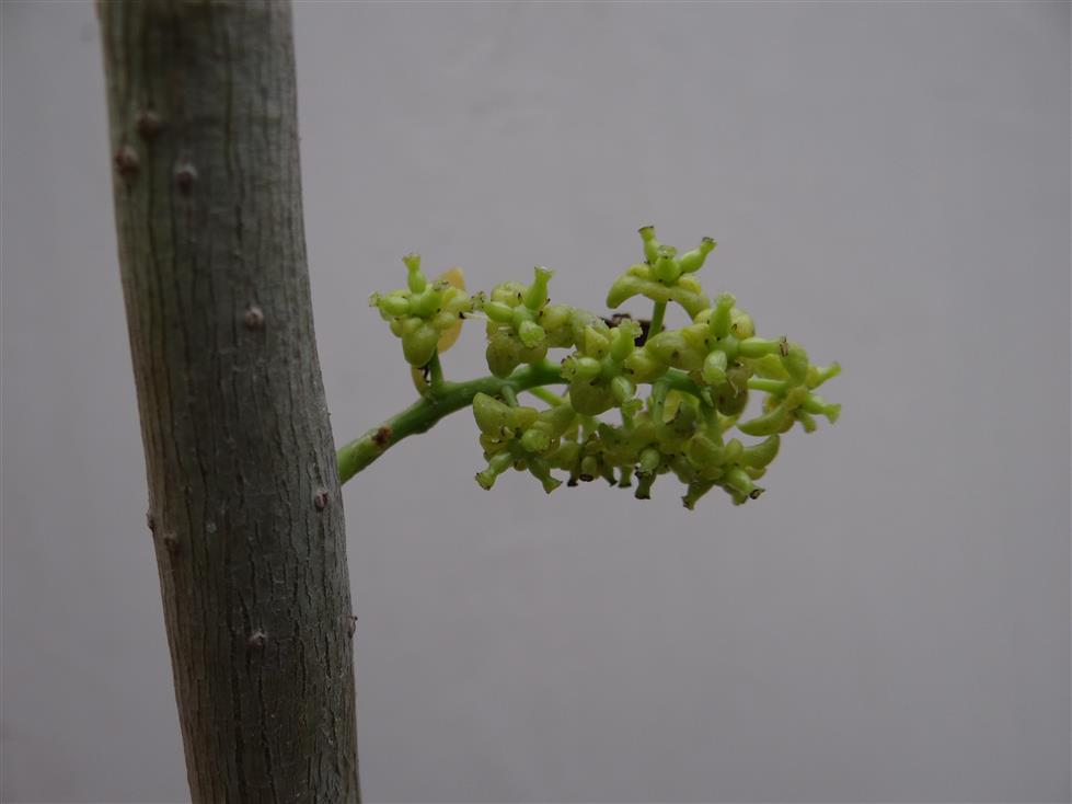 Female inflorescence